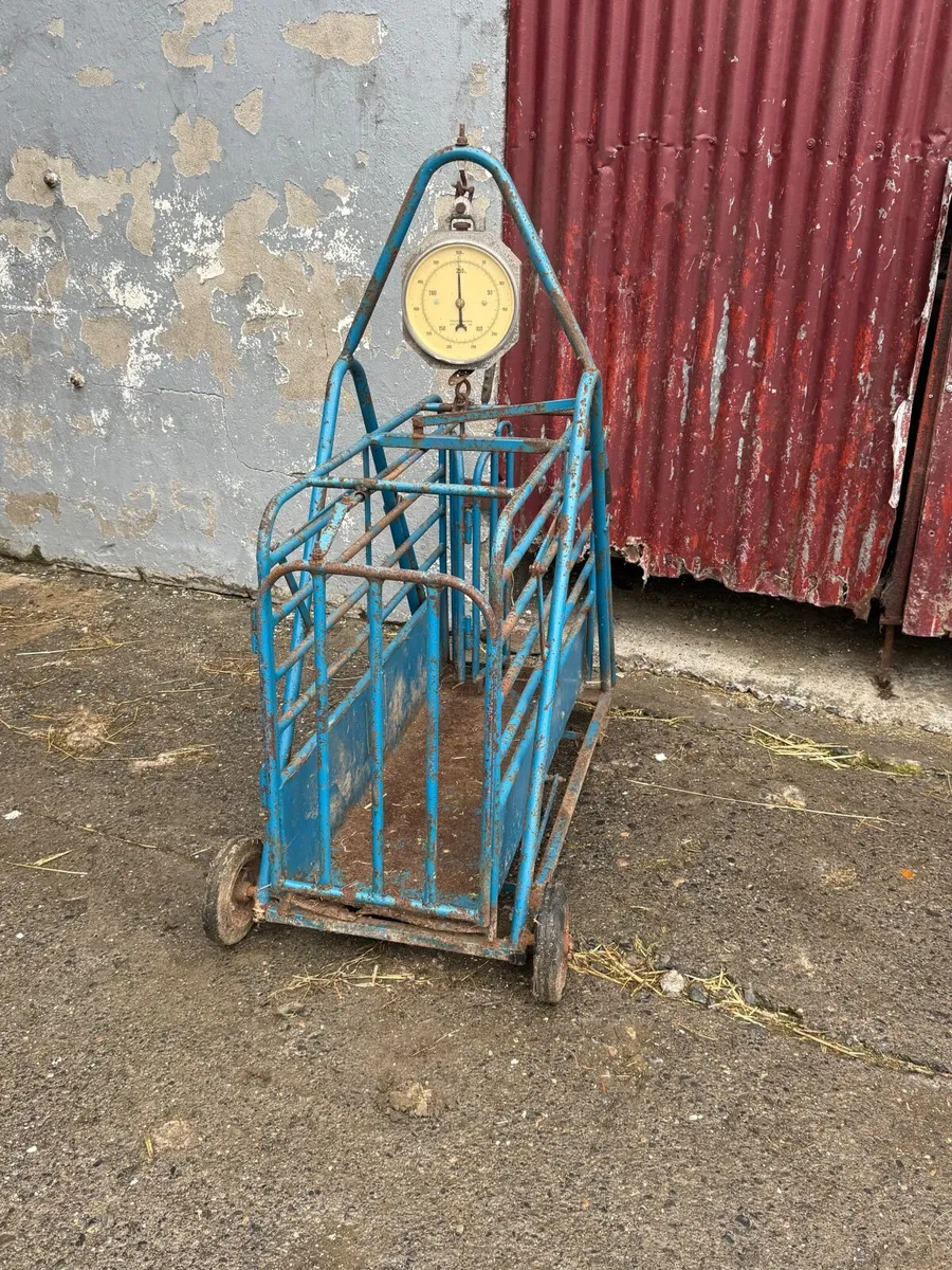 Sheep weighing scales - Image 2