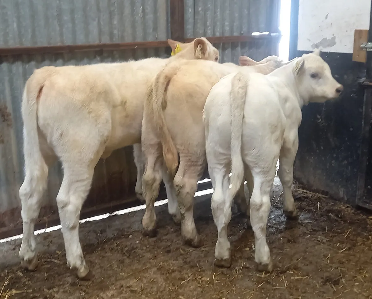 CHAROLAIS  HEIFER  WEANLINGS - Image 1