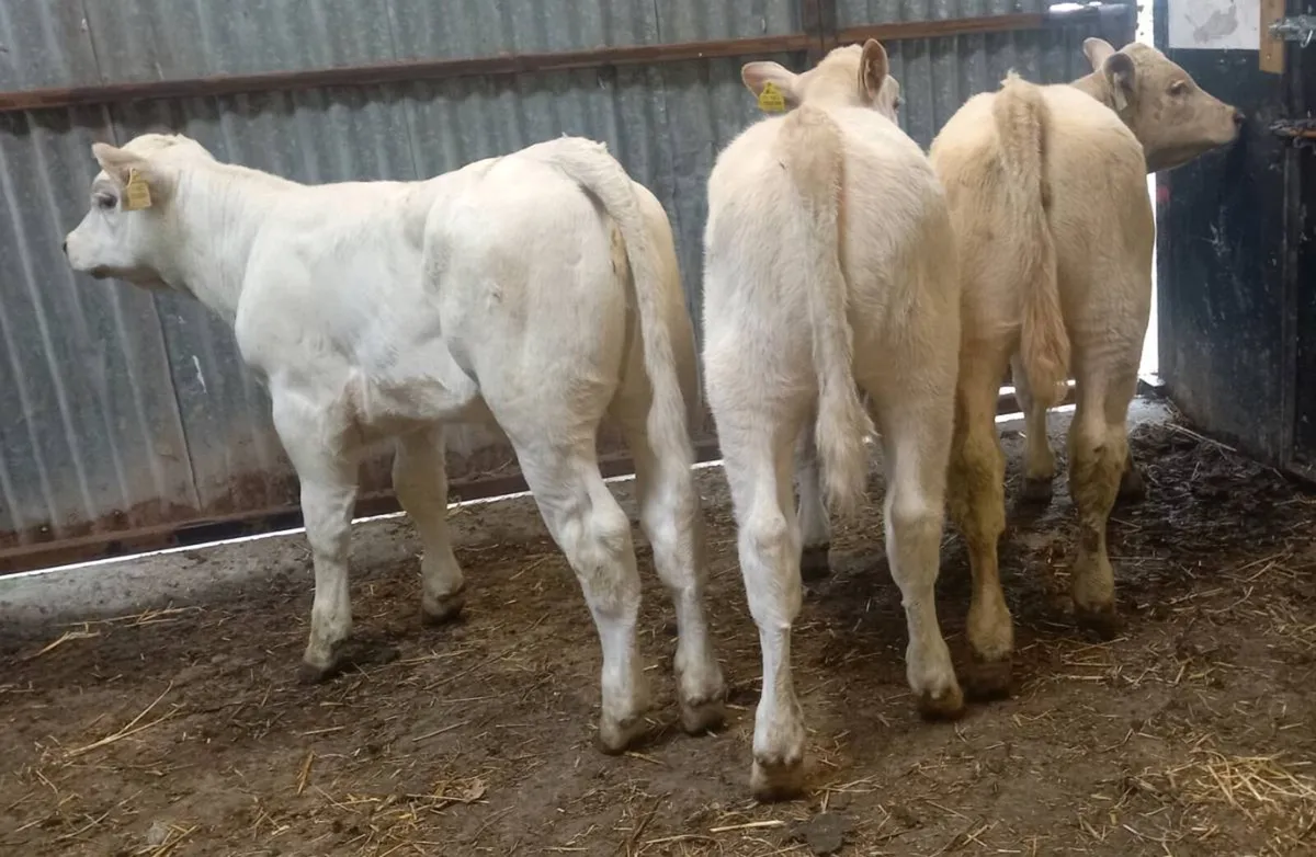 CHAROLAIS  HEIFER  WEANLINGS - Image 2