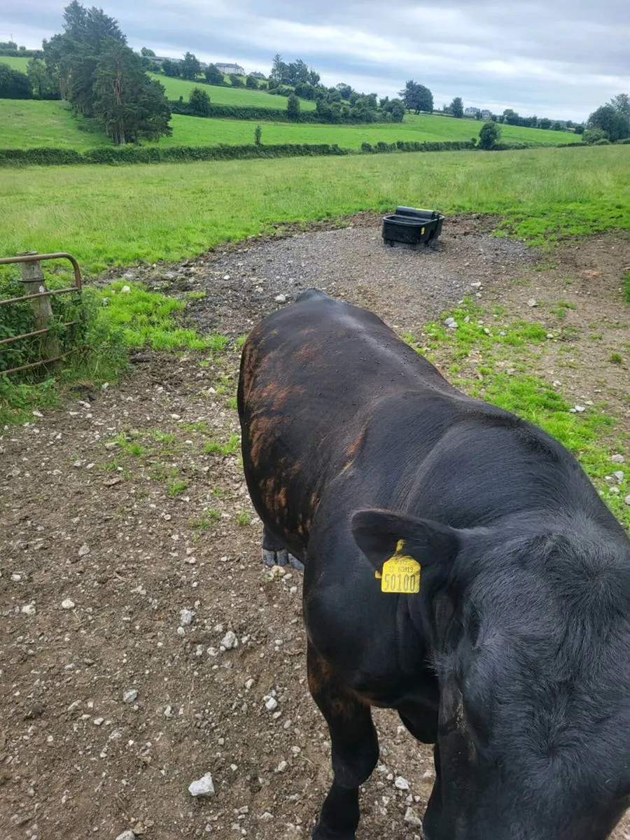 Aberdeen  angus  bull - Image 2