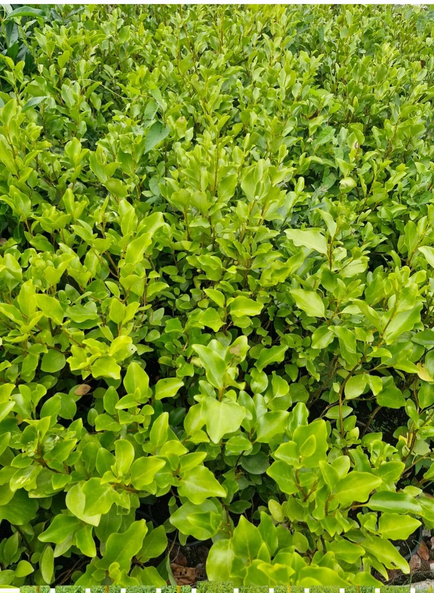 Potted grisellinia for sale