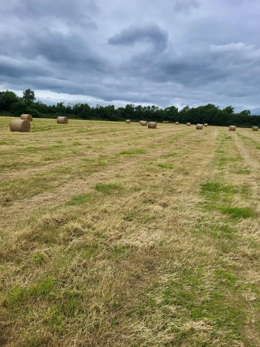 Top quality 4x4 Round bales of hay - Image 2