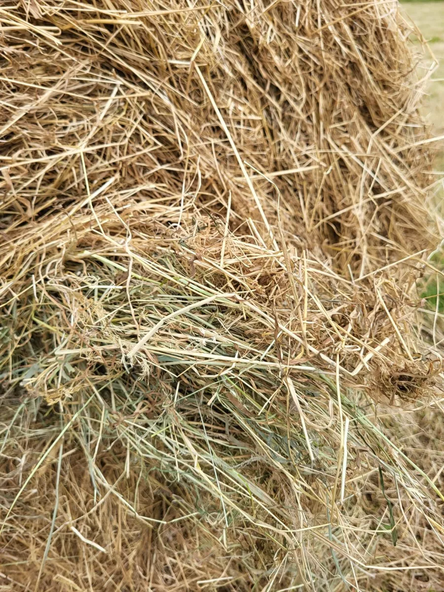 Top quality 4x4 Round bales of hay - Image 3