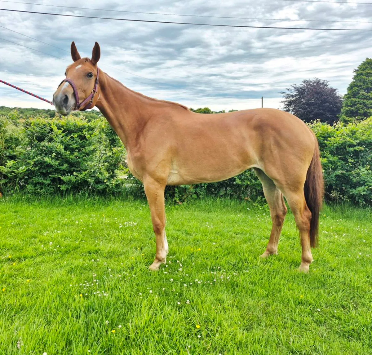 3yr old Sir Jim Jim - Image 1