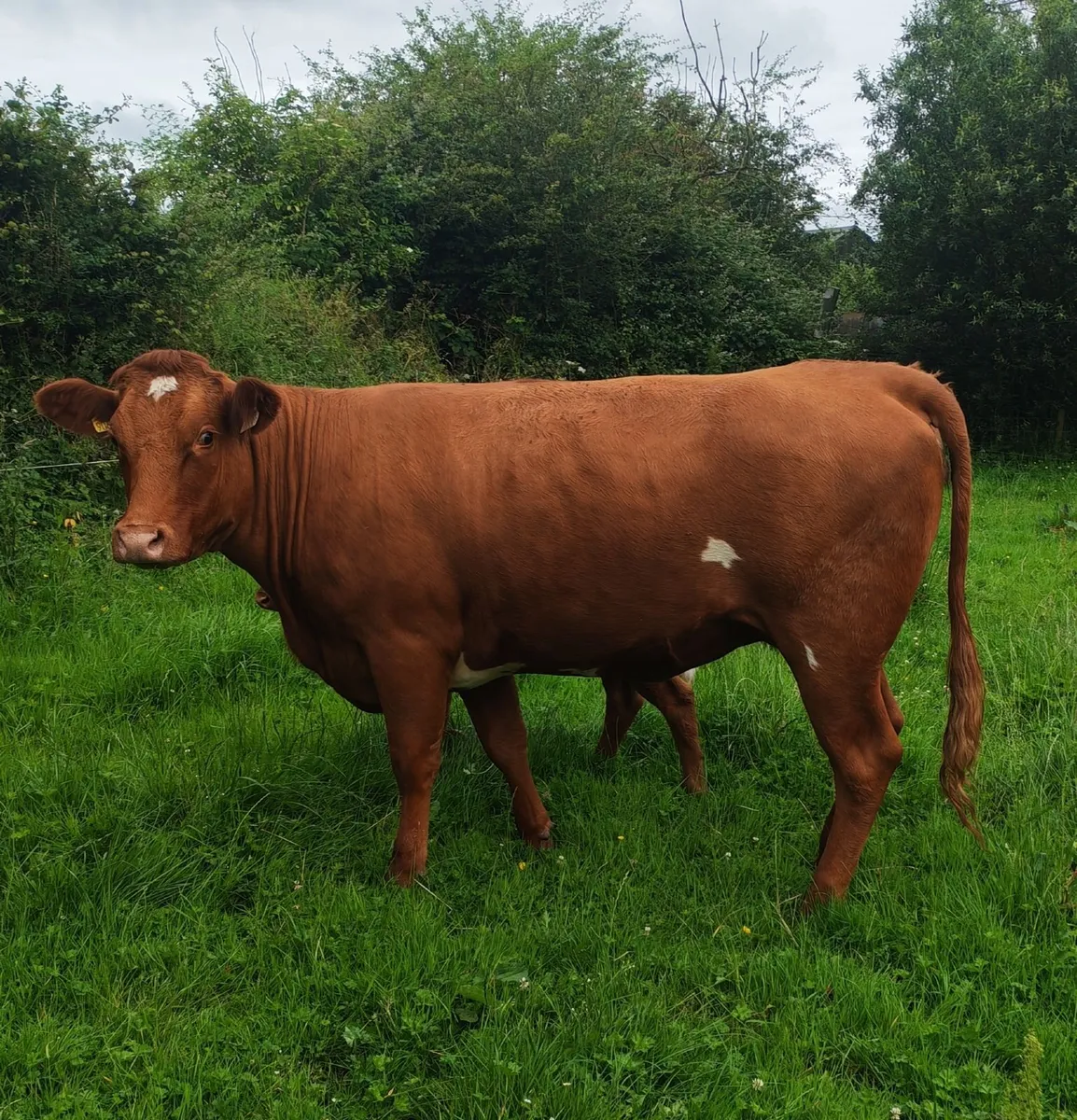 LM heifer with LM heifer calf - Image 1