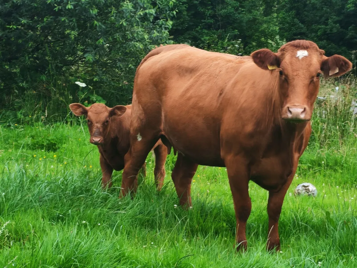 LM heifer with LM heifer calf - Image 2