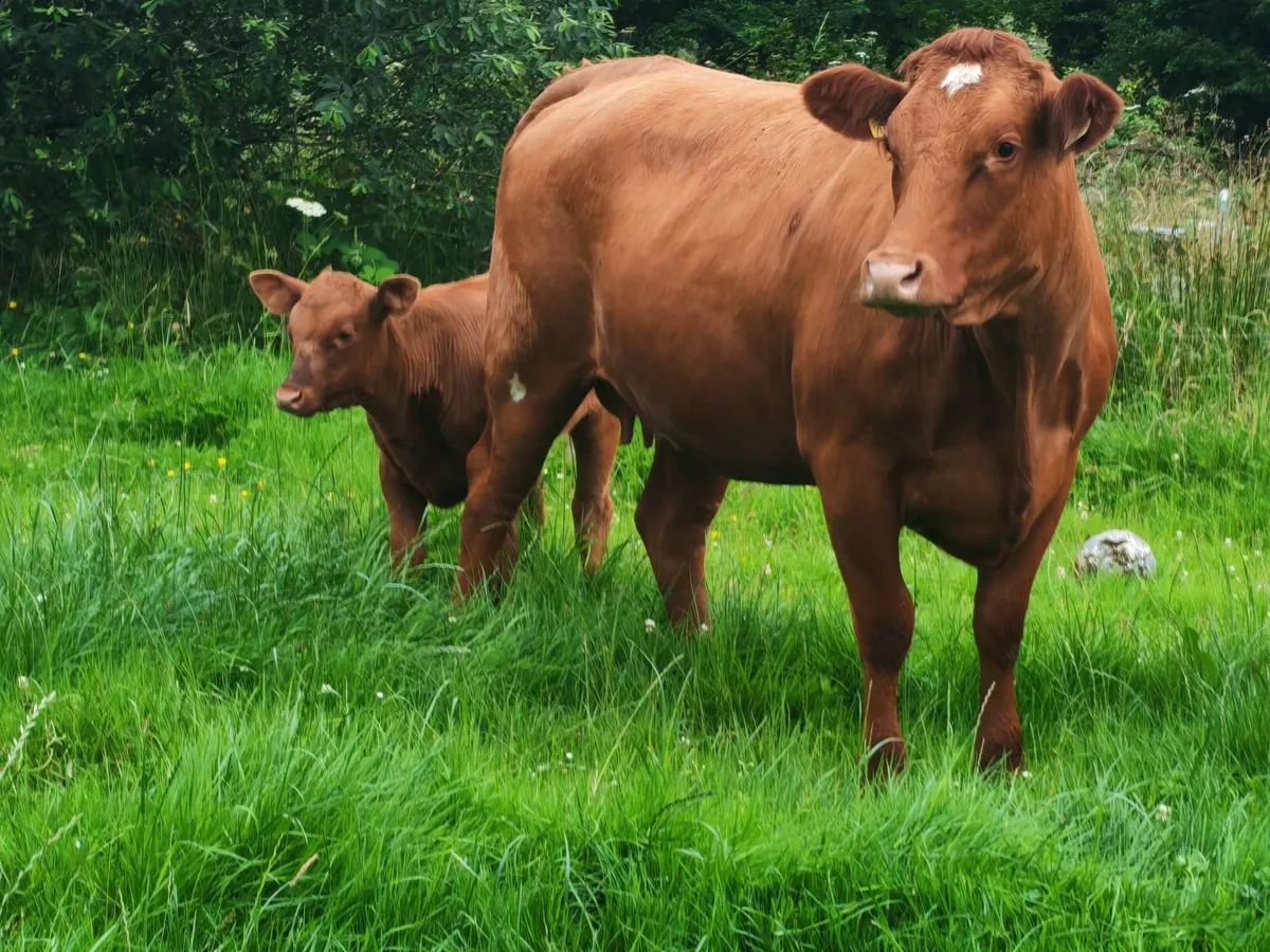 LM heifer with LM heifer calf - Image 3