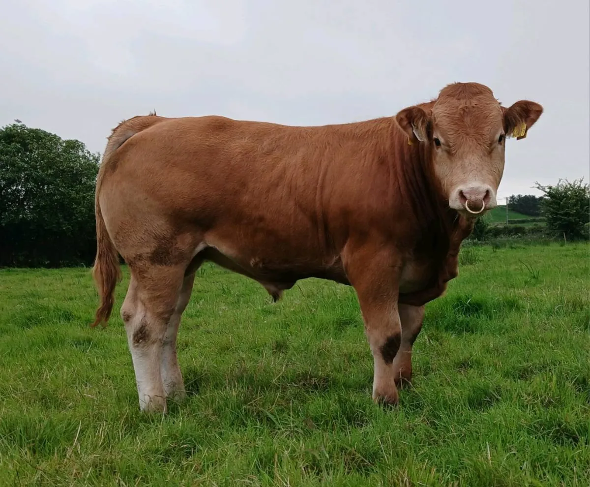 PBR Limousin Bulls - Image 1
