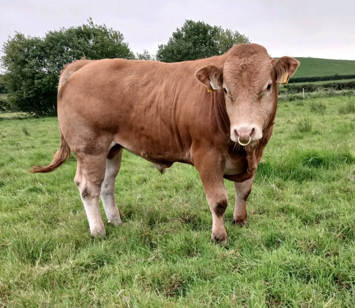 PBR Limousin Bulls - Image 3