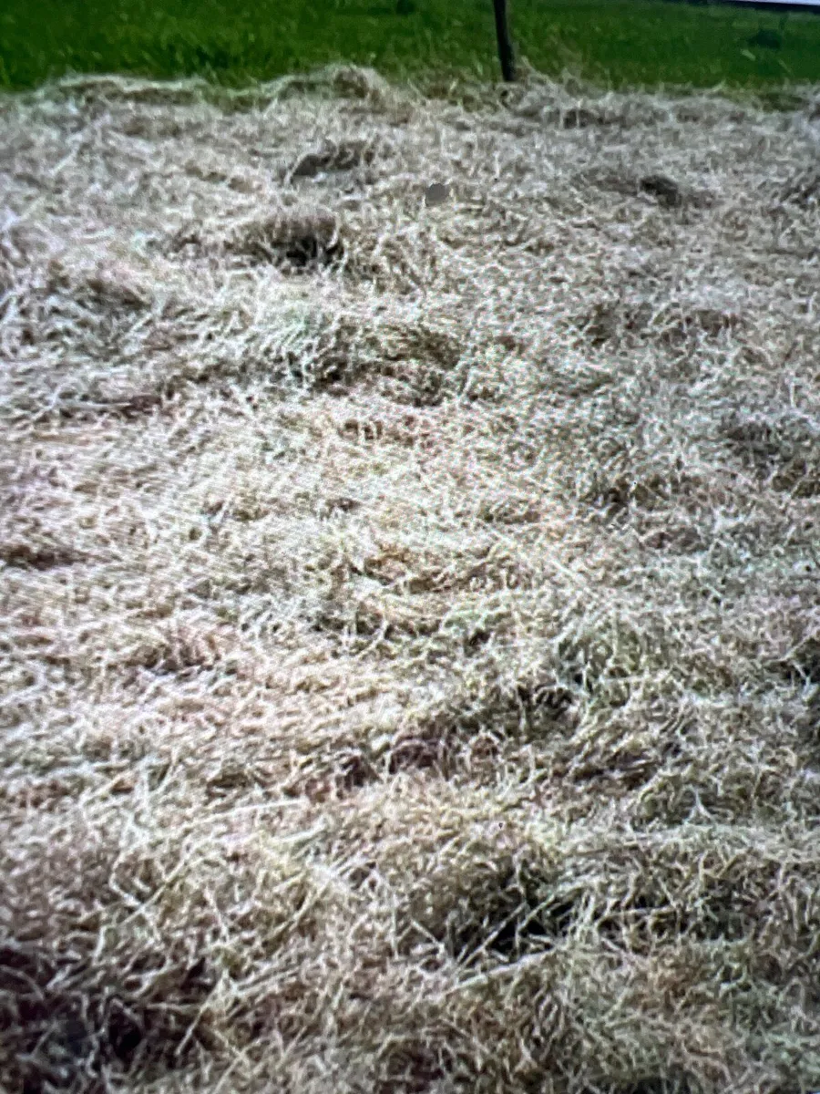 Square bales of hay - Image 2