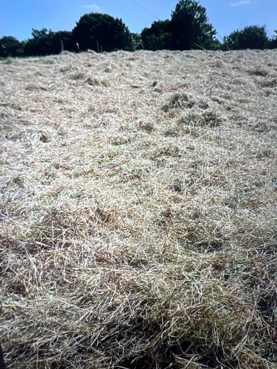 Square bales of hay - Image 1