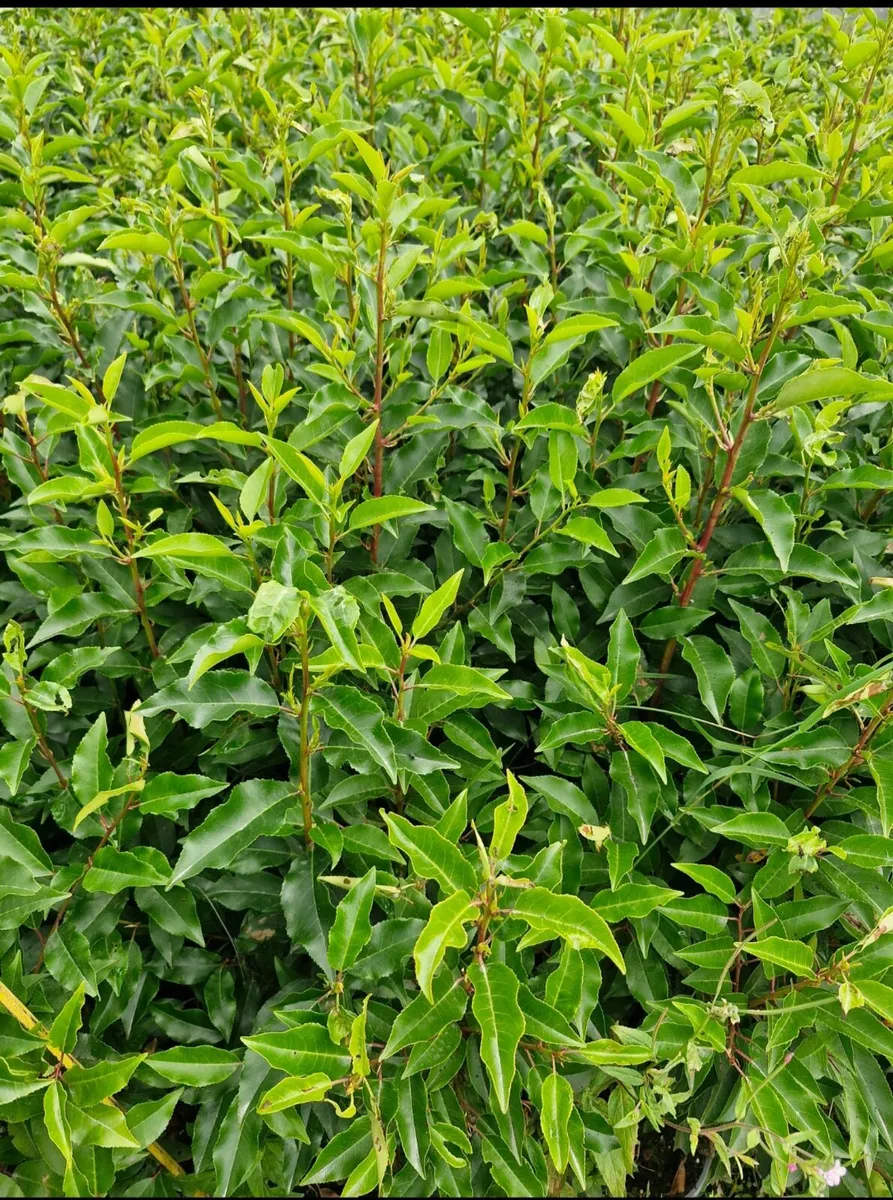 Potted laurels for sale - Image 2
