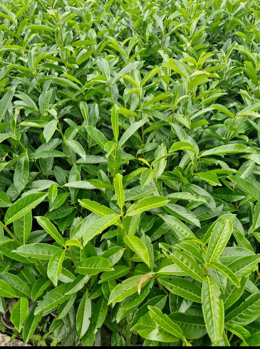 Potted laurels for sale - Image 4