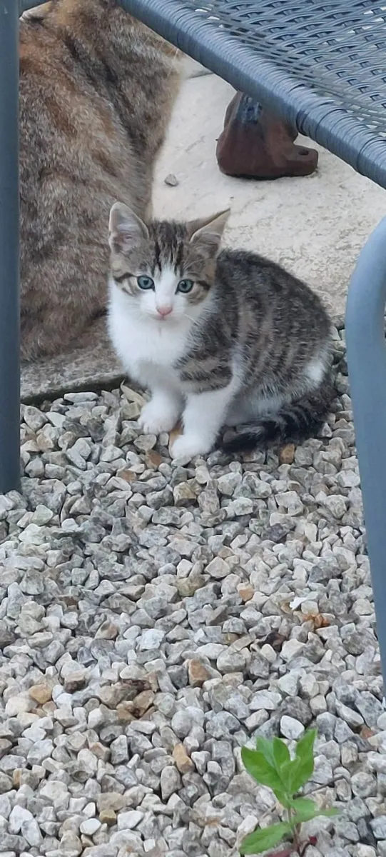 Adorable kitten - Image 2