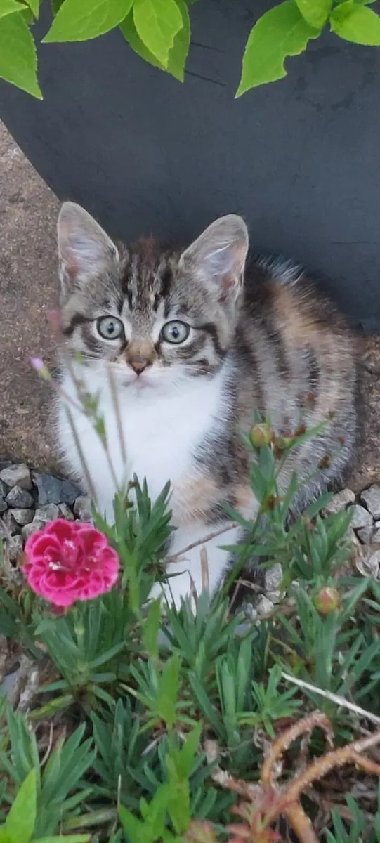 Adorable kitten - Image 1