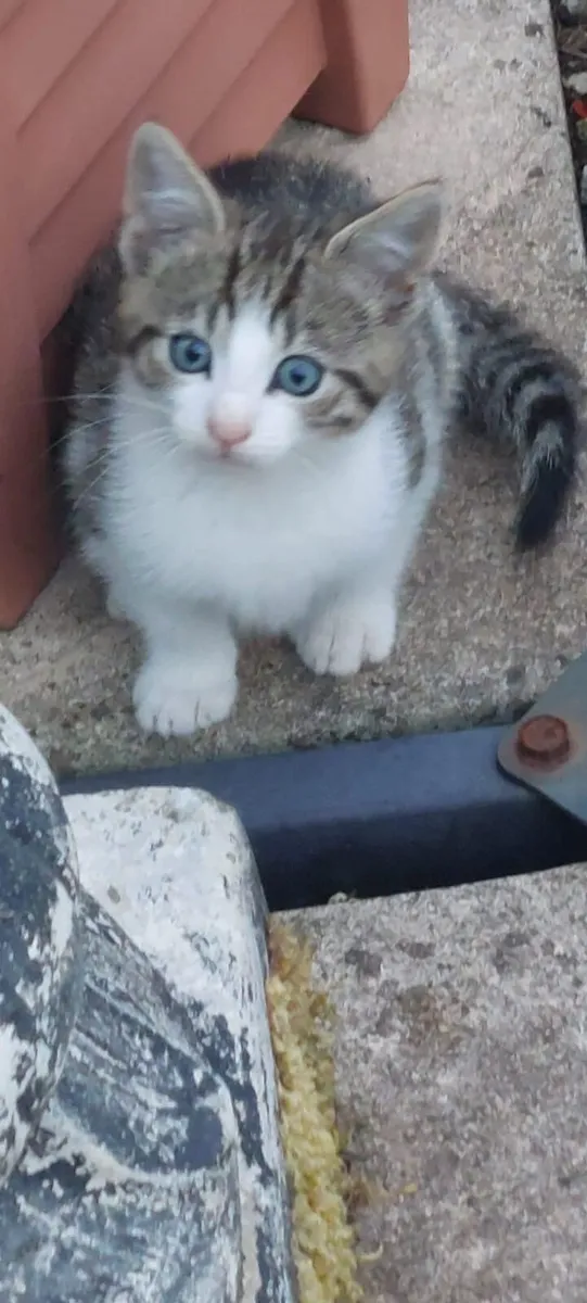 Adorable kitten - Image 3