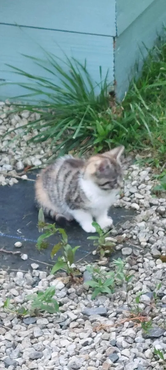 Adorable kitten - Image 4
