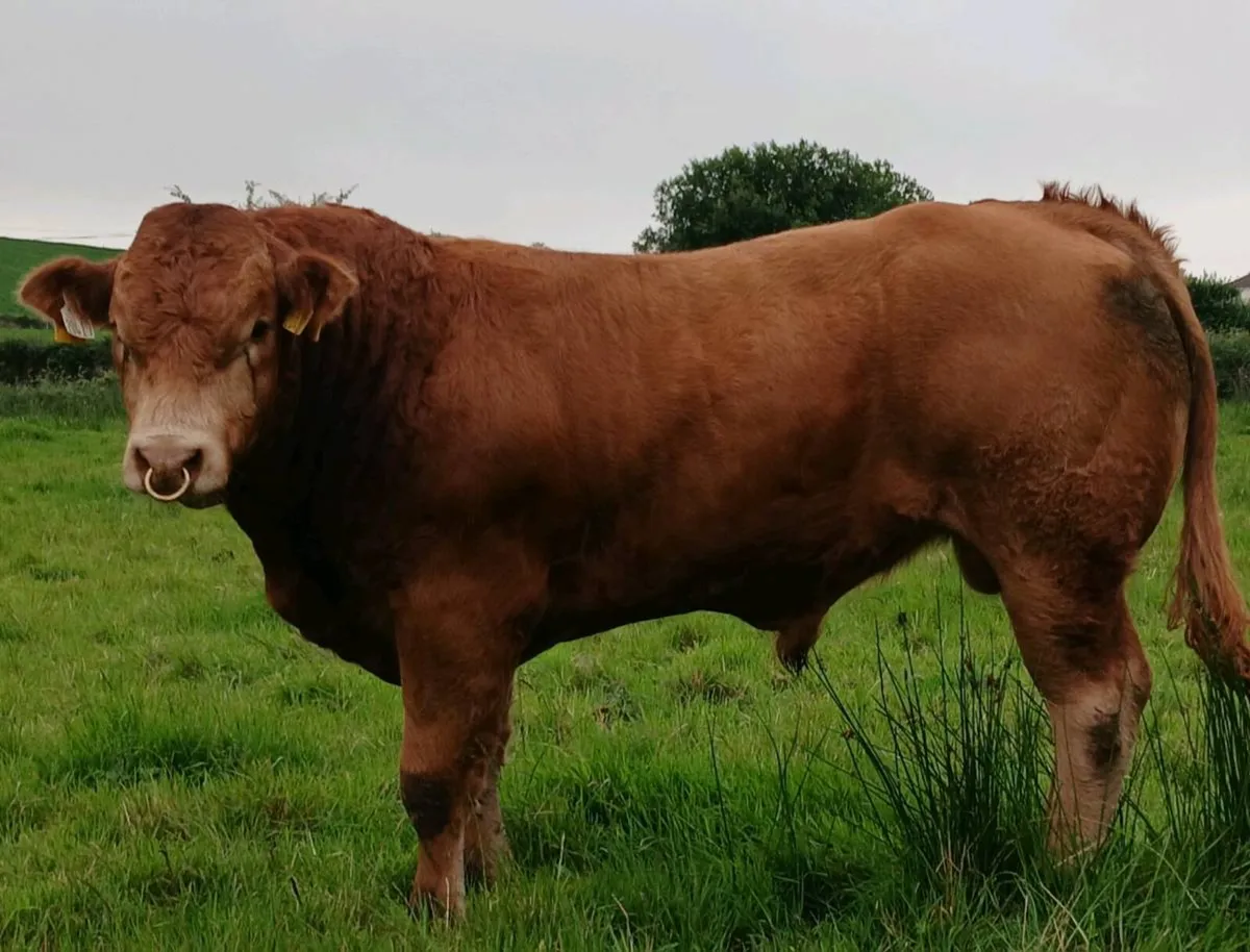 PBR Limousin Bulls - Image 4