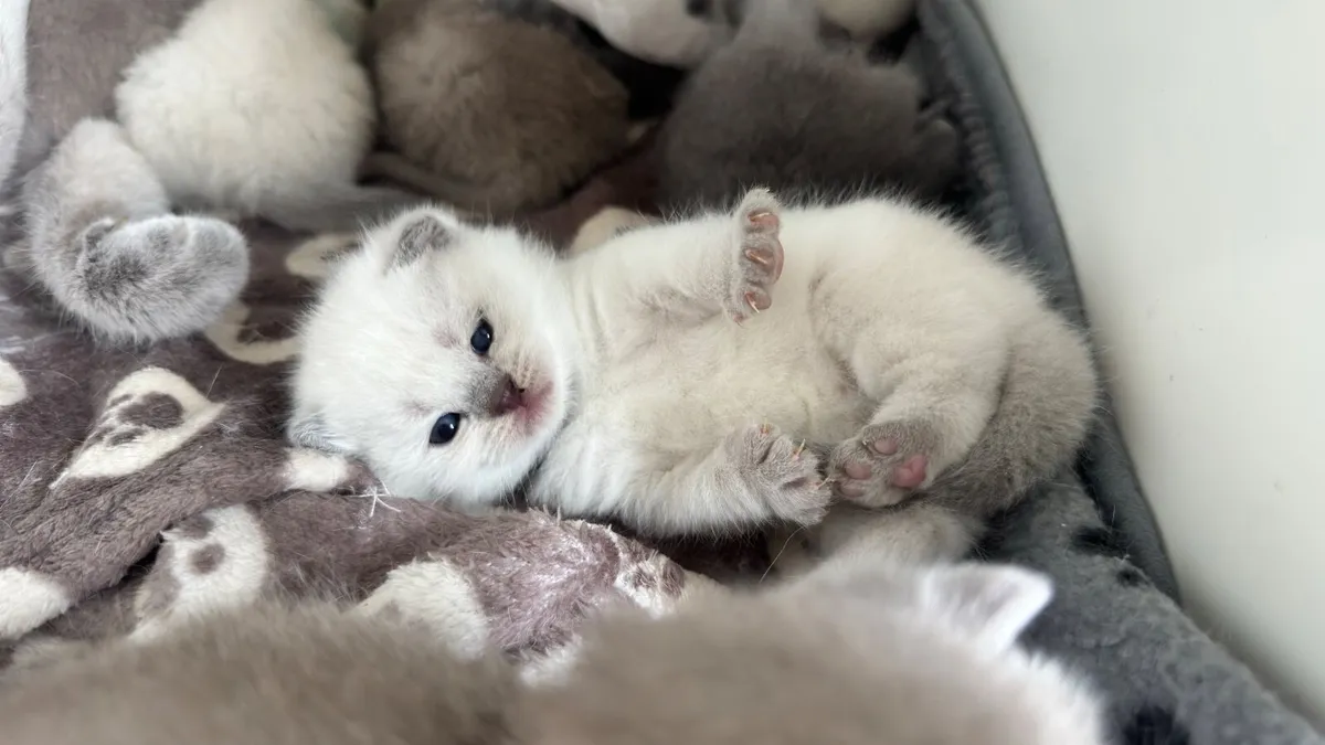 British shorthair kittens - Image 1