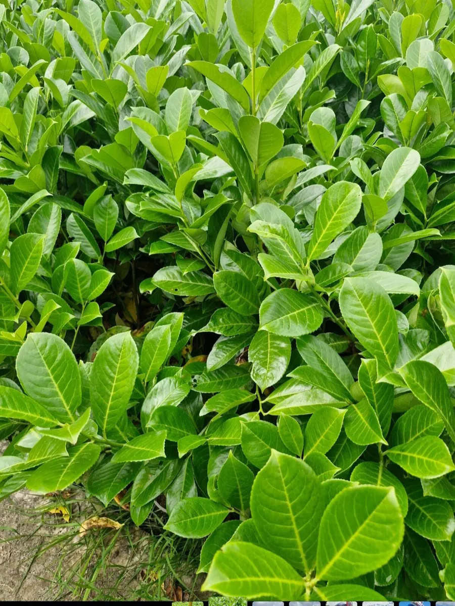 Potted laurels for sale - Image 1