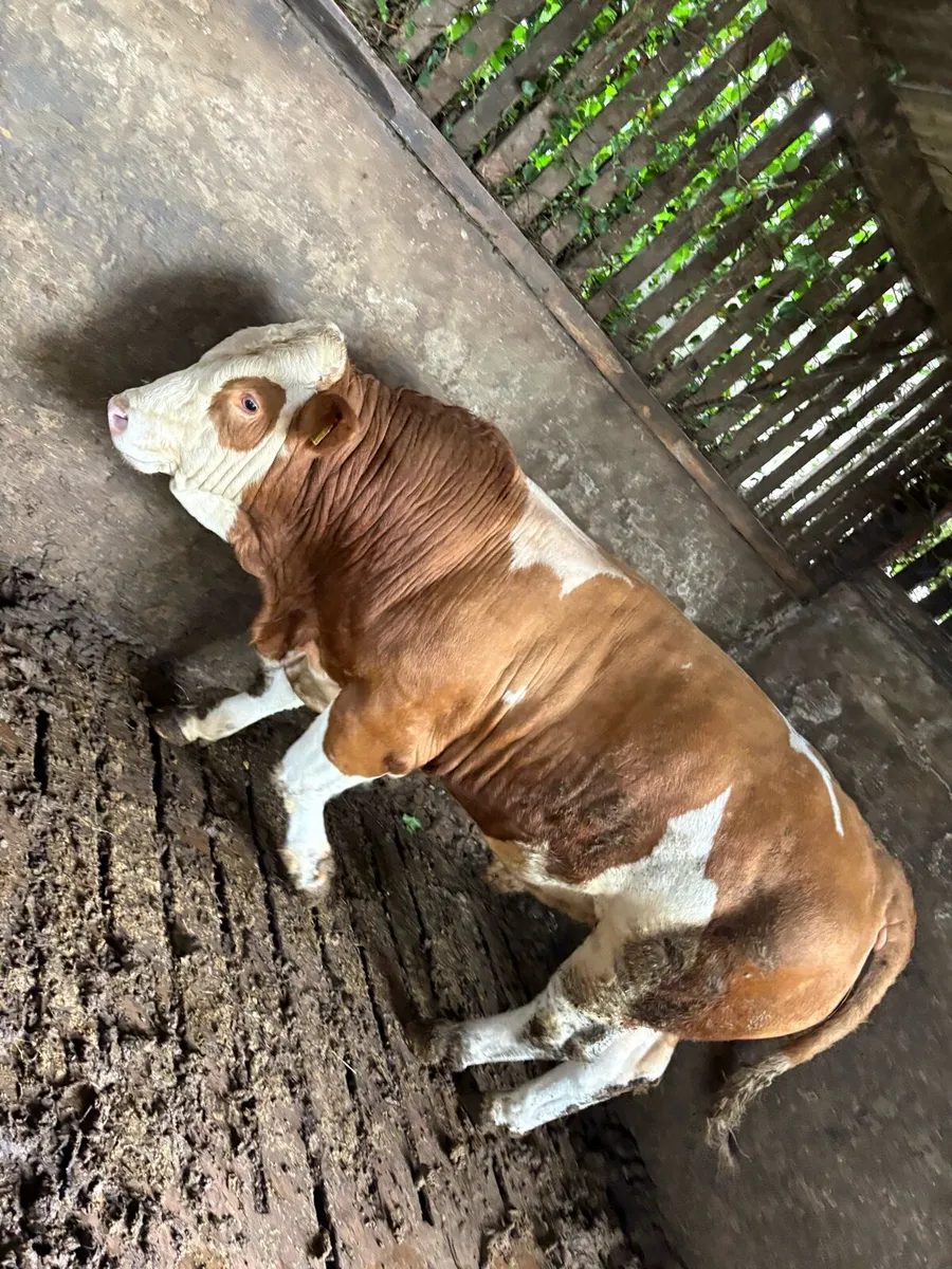 Purebred Simmental Bull - Image 1