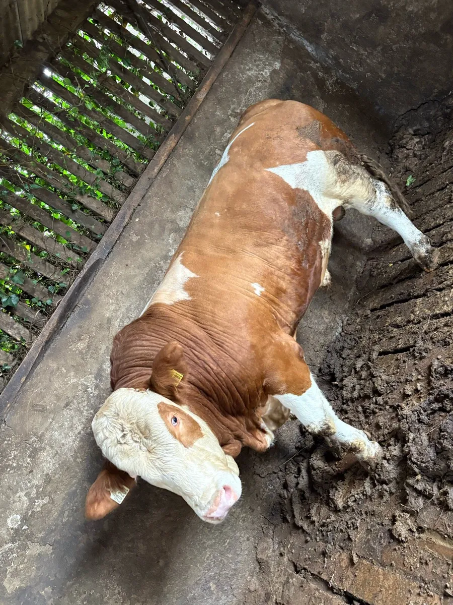 Purebred Simmental Bull - Image 2