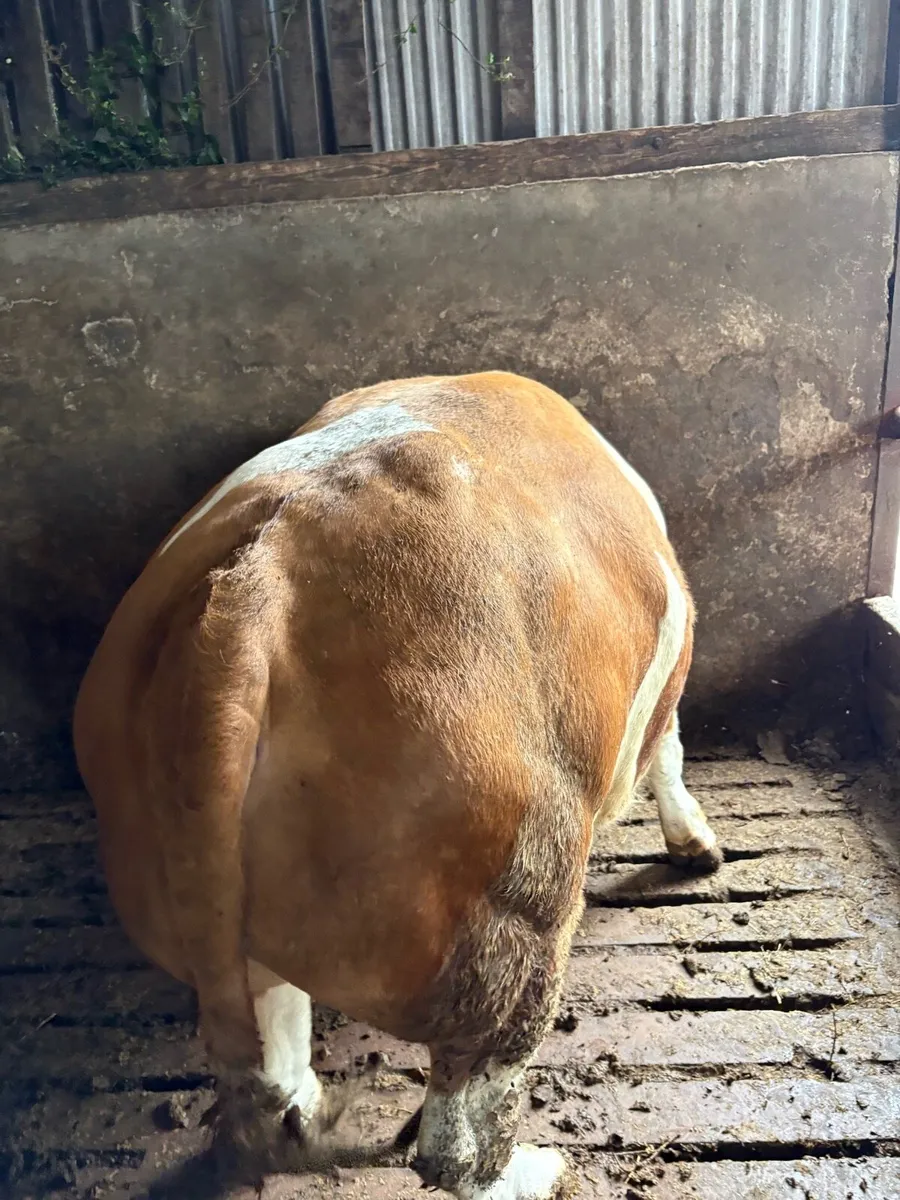 Purebred Simmental Bull - Image 3