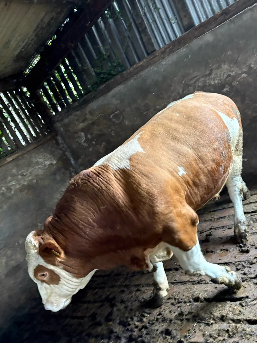 Purebred Simmental Bull - Image 4