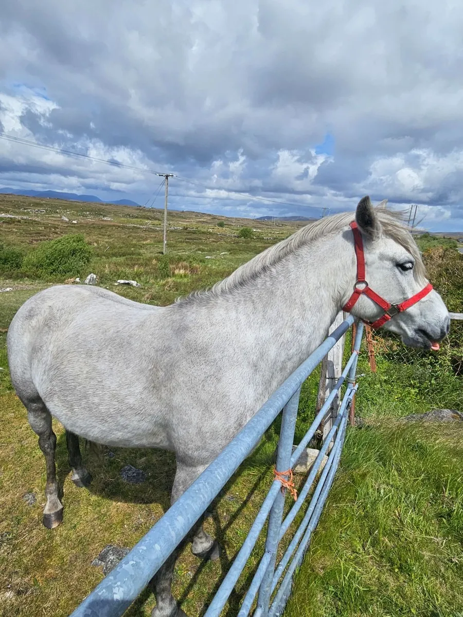 Connemara Mare in foal - Image 1
