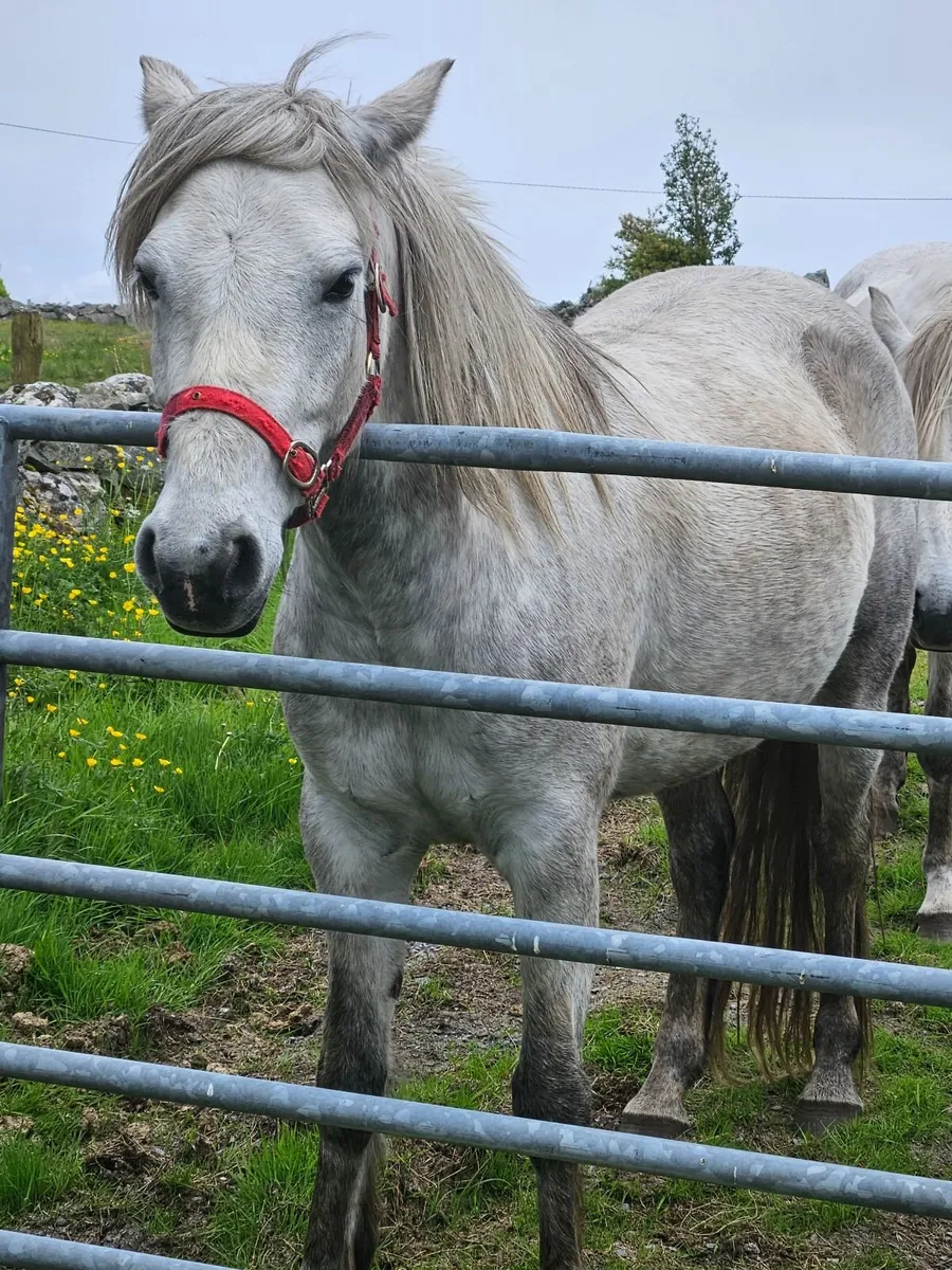Connemara Mare in foal - Image 2