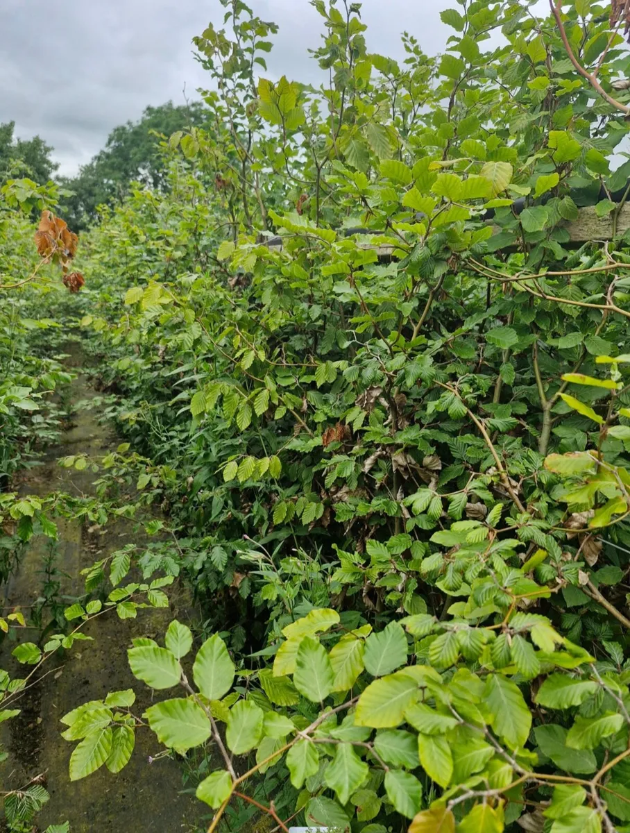 Large potted beech for sale