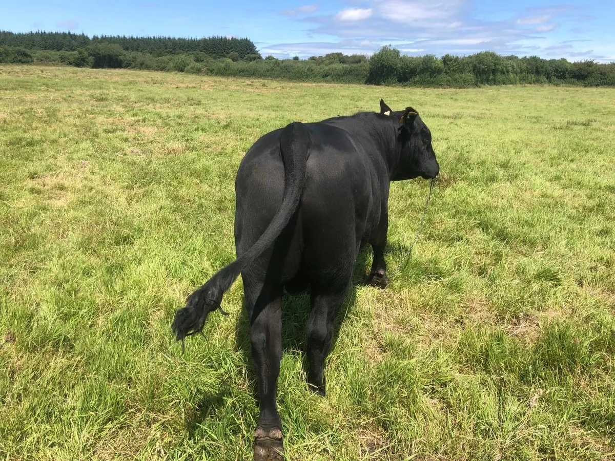 AA Purebred Bull - Image 2