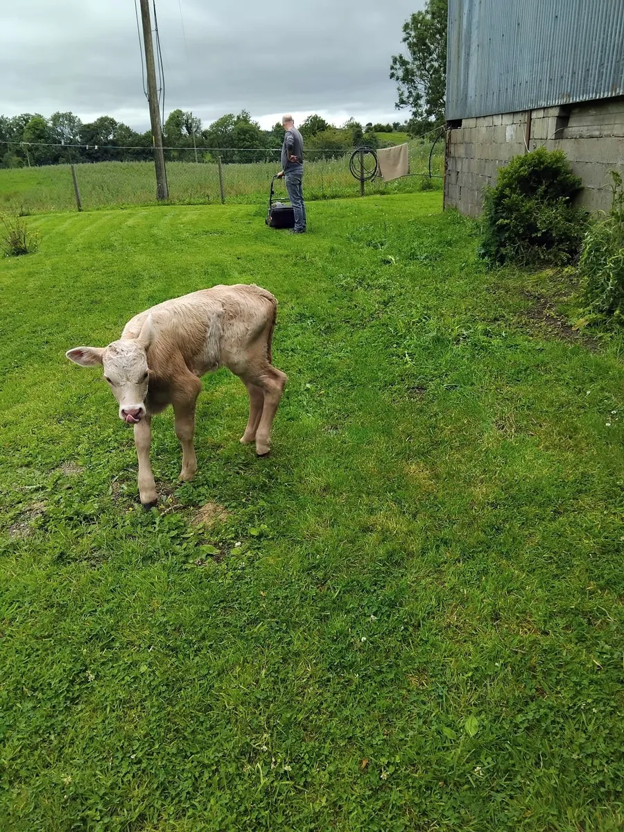 Charolais yellow heifer calf , - Image 1