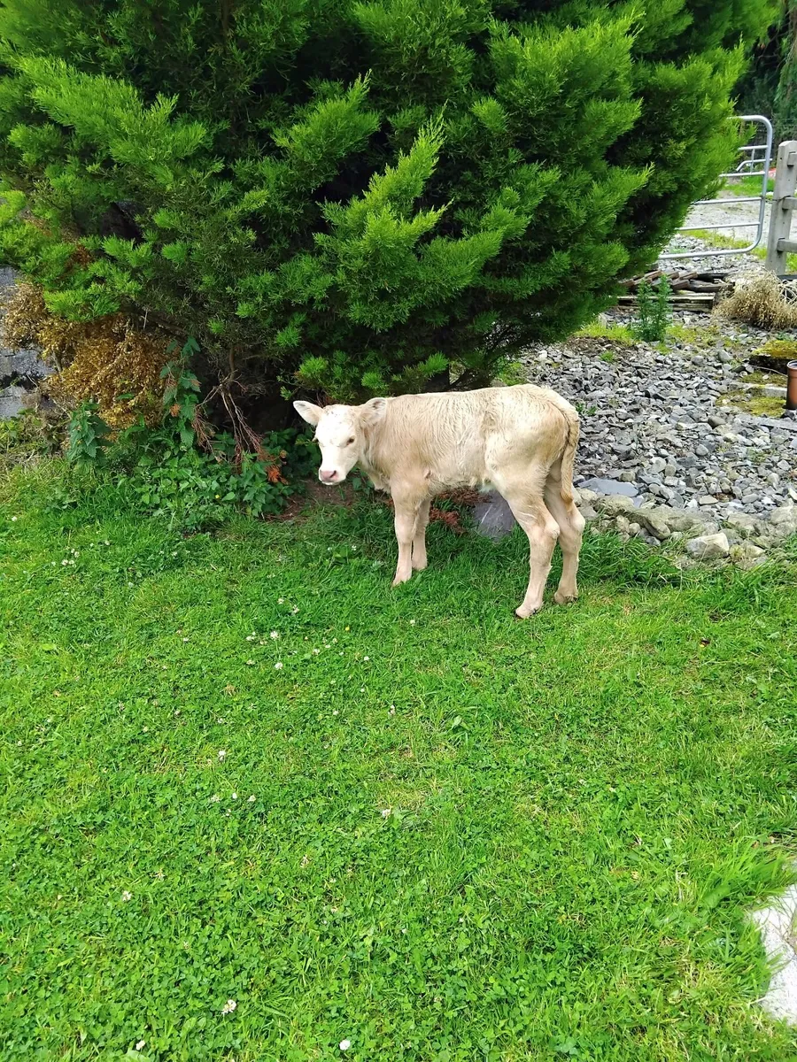 Charolais yellow heifer calf , - Image 2