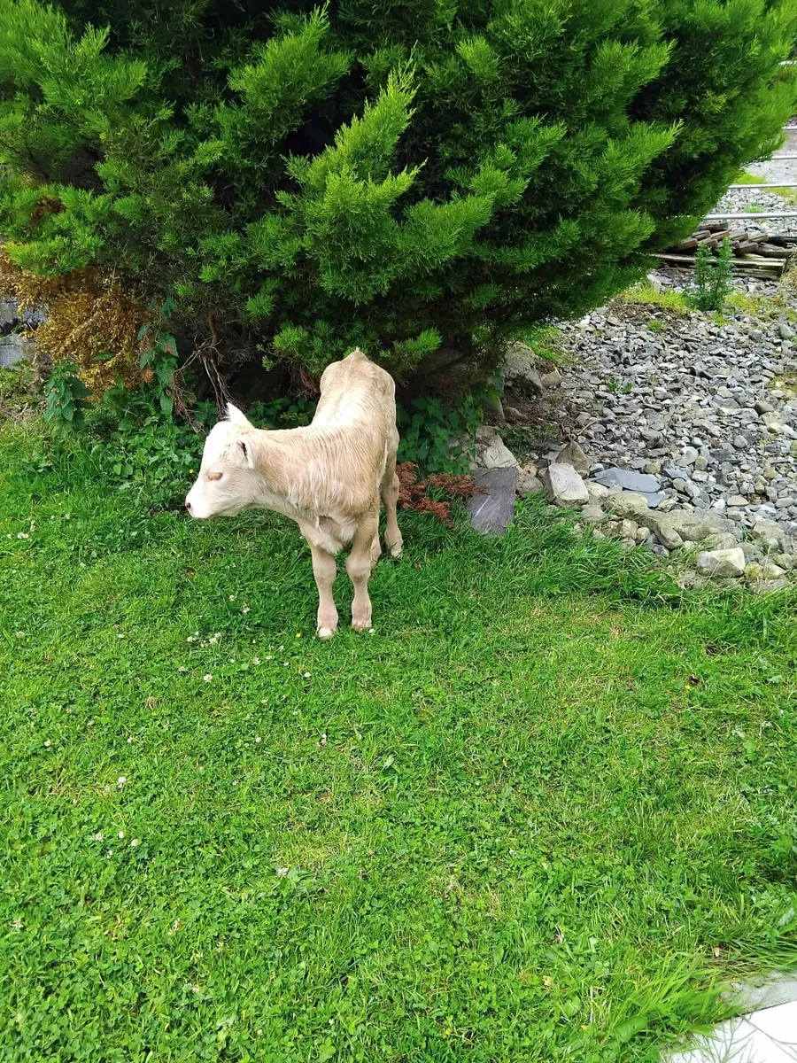Charolais yellow heifer calf , - Image 3