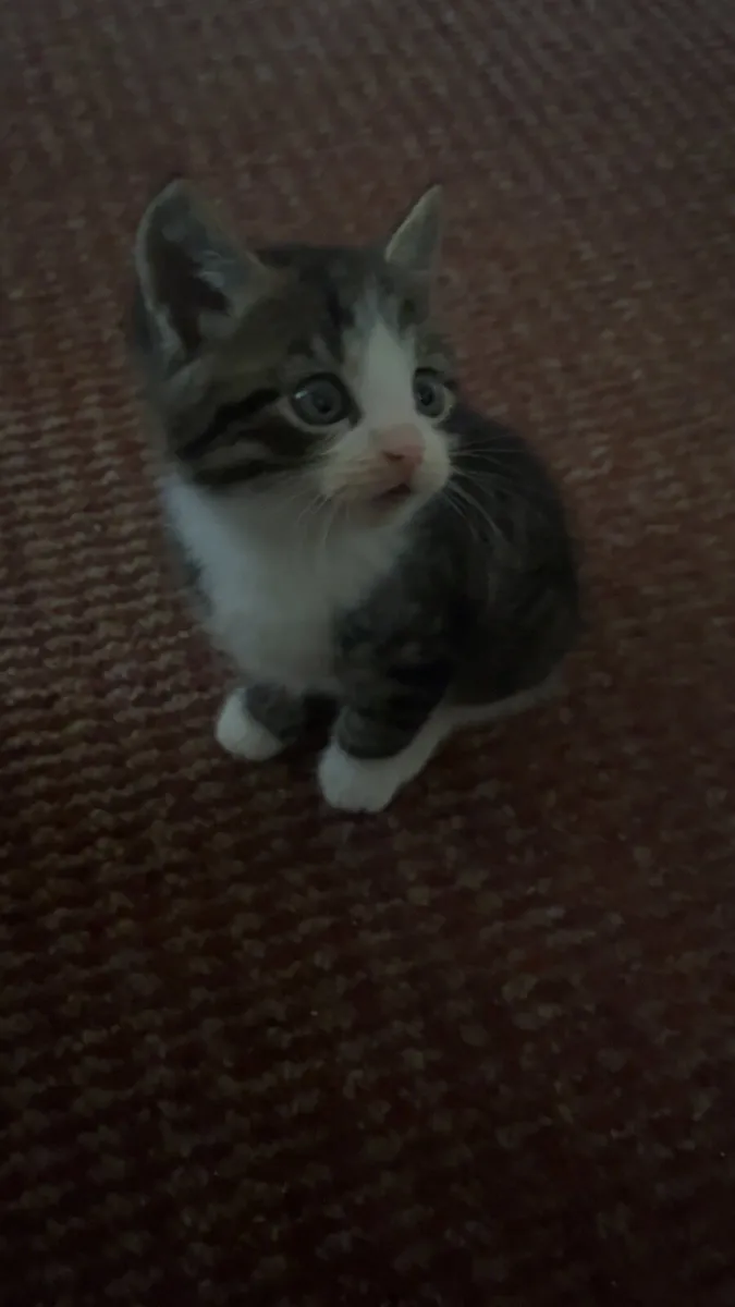 🐈 cats - Image 3