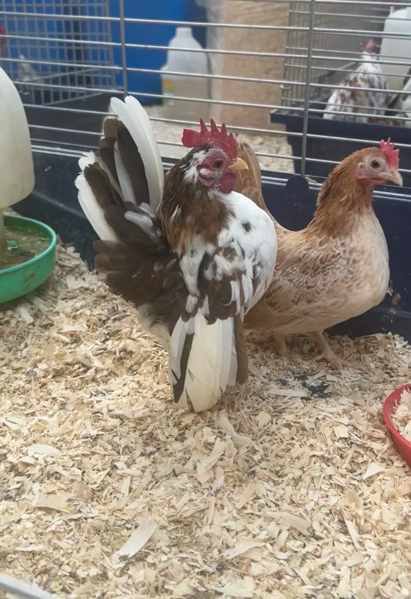 Hatching eggs - Image 2