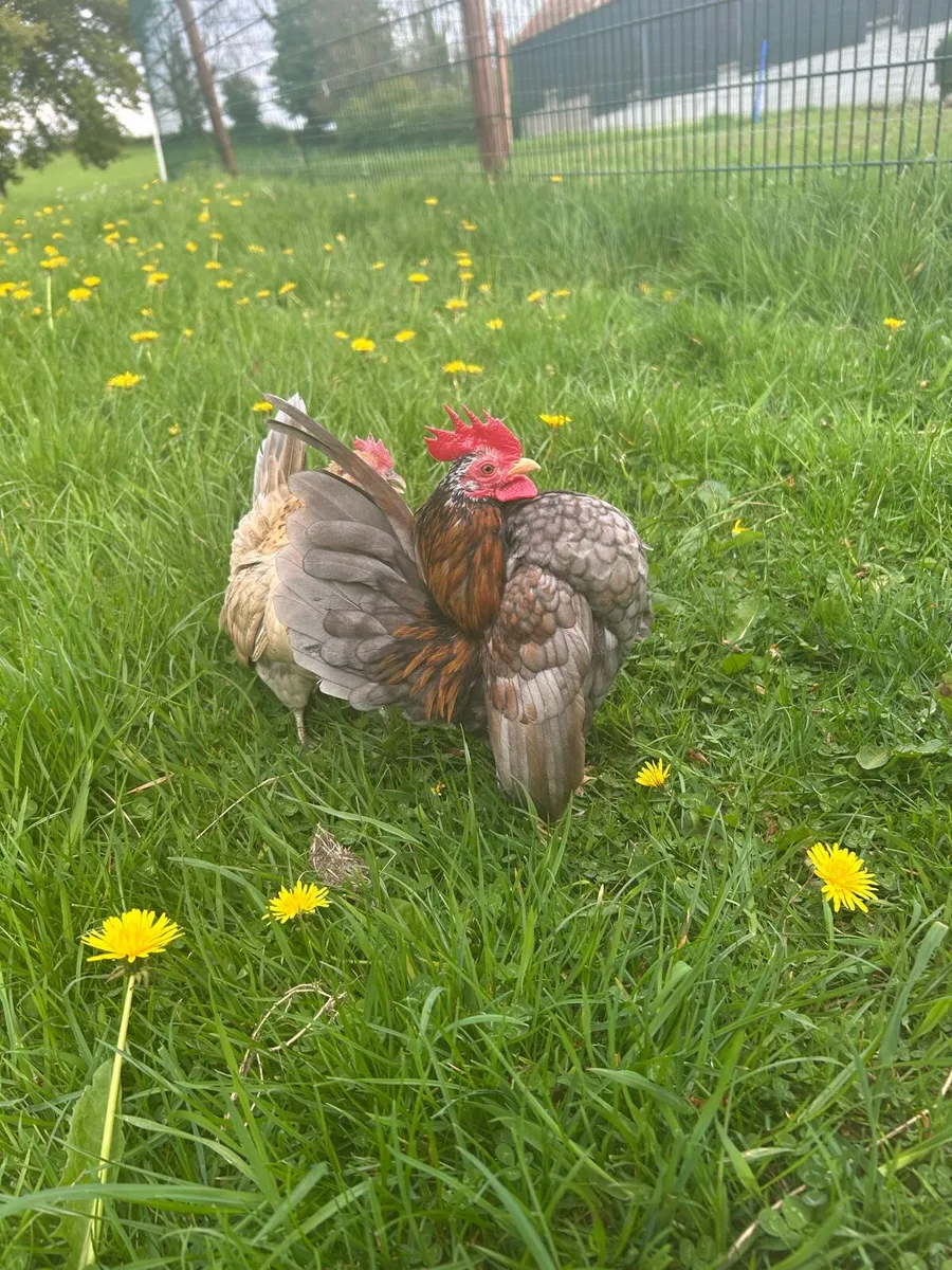 Hatching eggs - Image 3