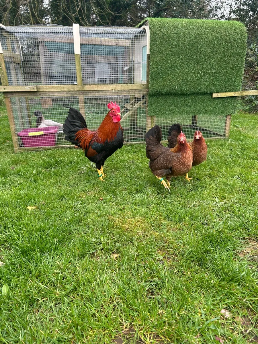 Hatching eggs - Image 4