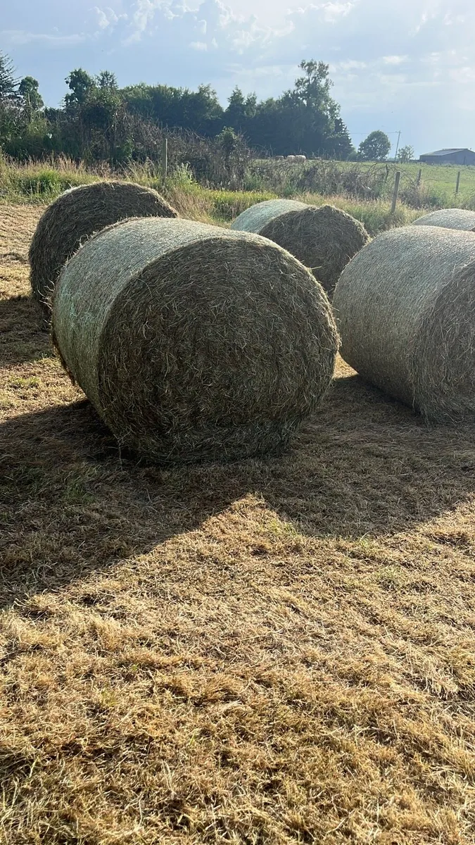 Horse hay - Image 1