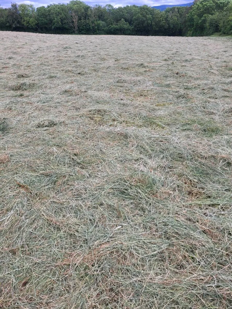 Hay for sale - Image 1