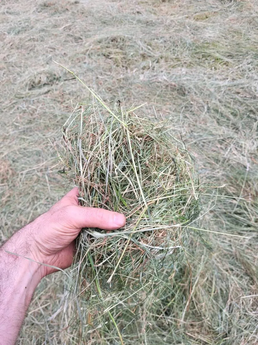 Hay for sale - Image 2