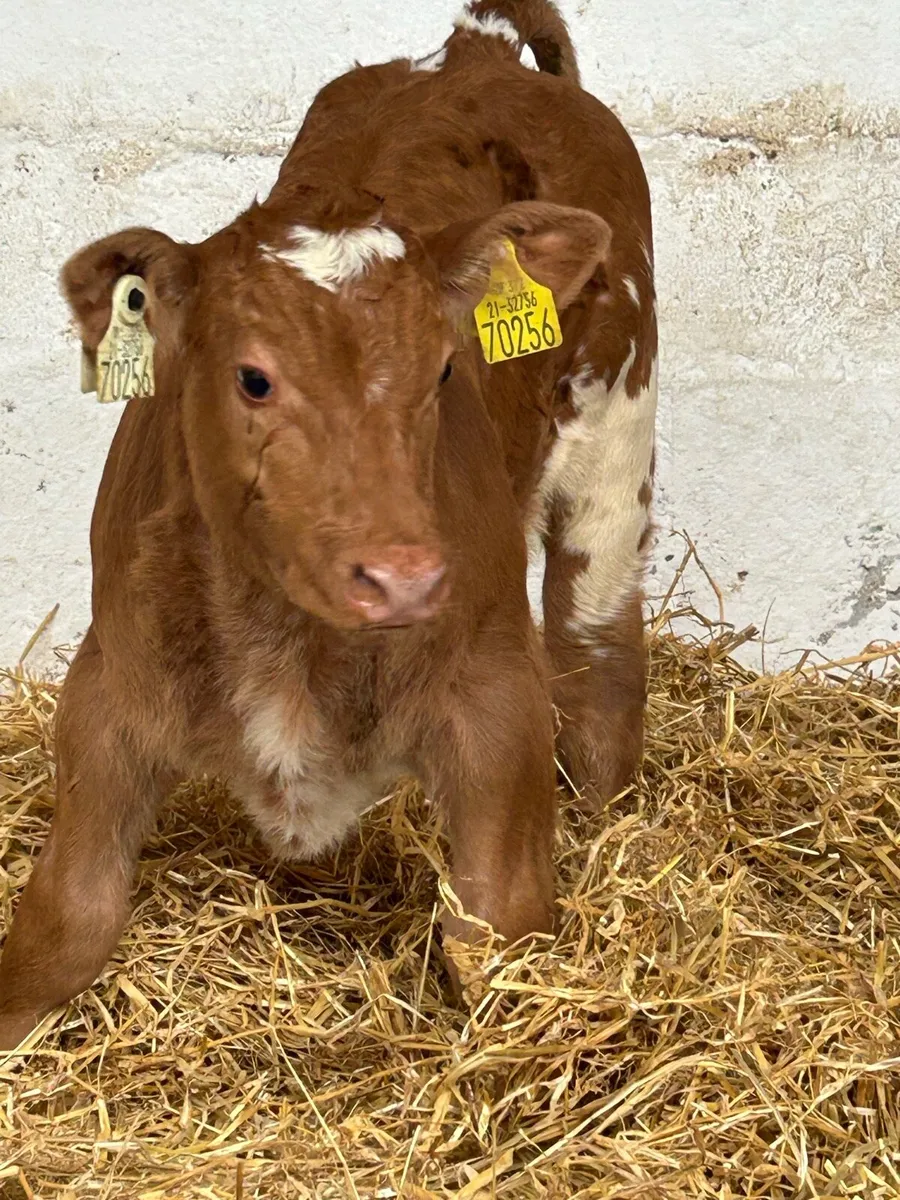 3 SUPER QUALITY SUCKLER BRED CALVES - Image 1