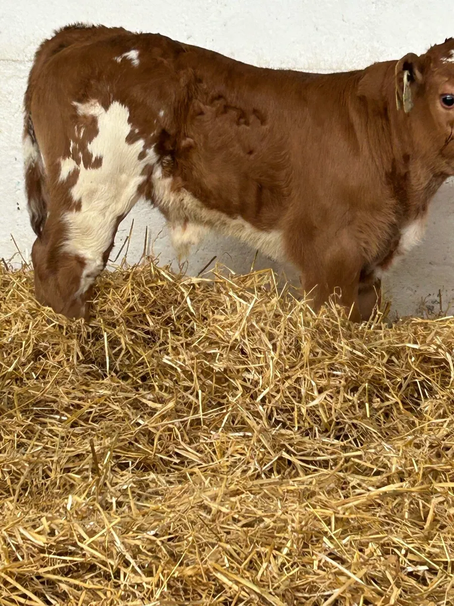 3 SUPER QUALITY SUCKLER BRED CALVES - Image 2