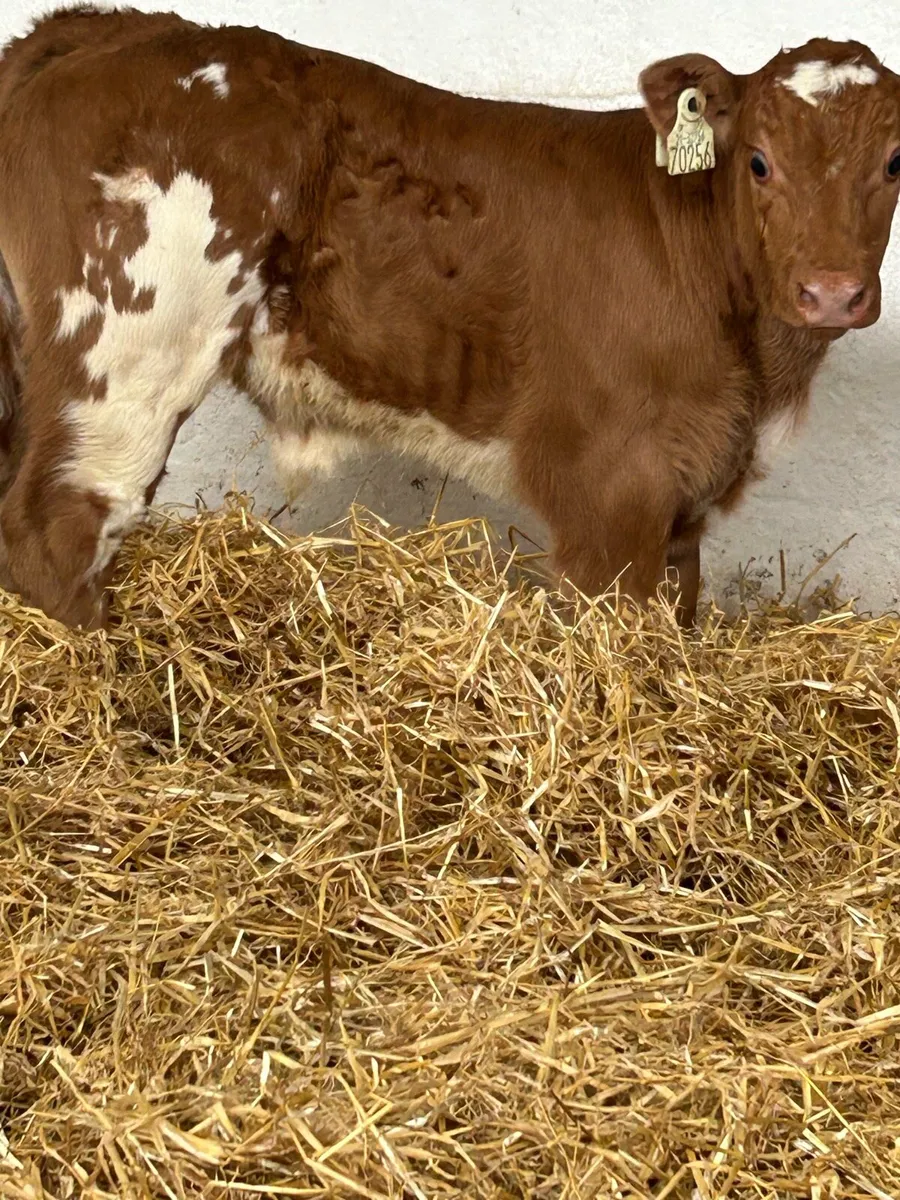 3 SUPER QUALITY SUCKLER BRED CALVES - Image 3