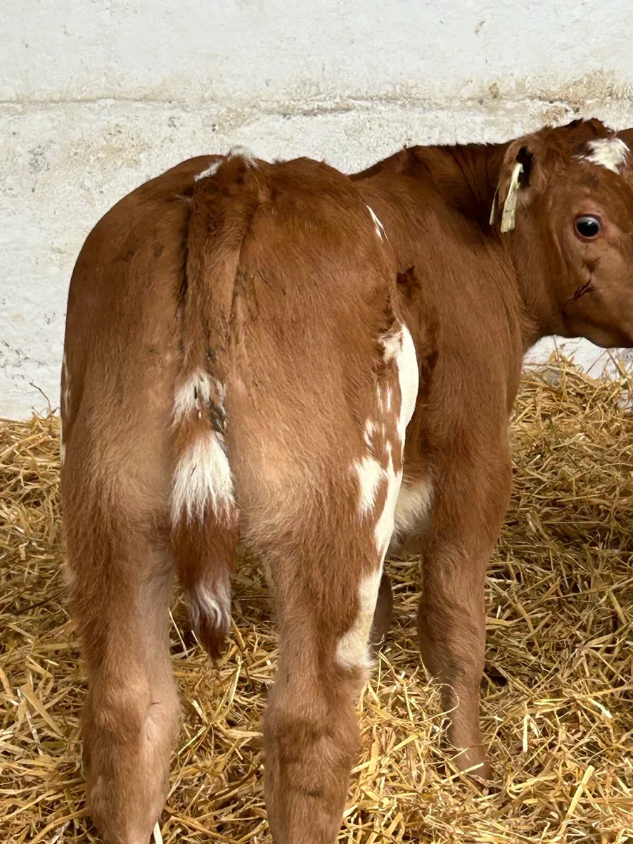 3 SUPER QUALITY SUCKLER BRED CALVES - Image 4