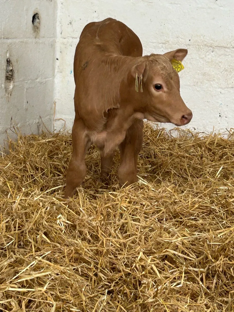 3 SUPER QUALITY AI BRED HEIFER CALVES - Image 2