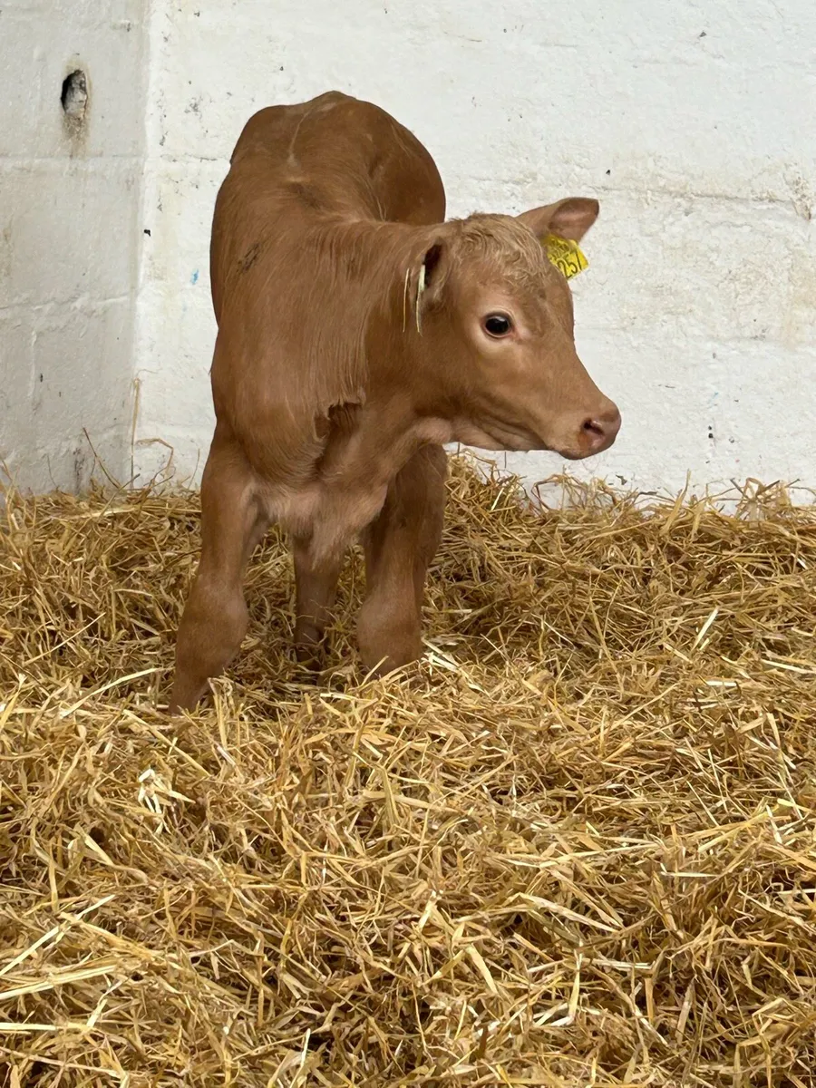 3 SUPER QUALITY AI BRED HEIFER CALVES - Image 3