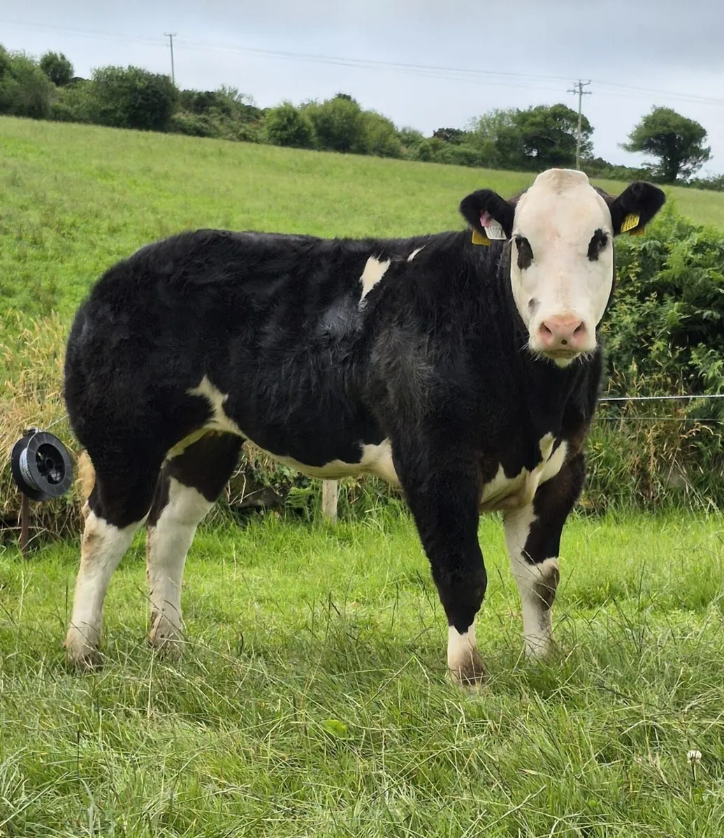 Show Heifers - Image 2