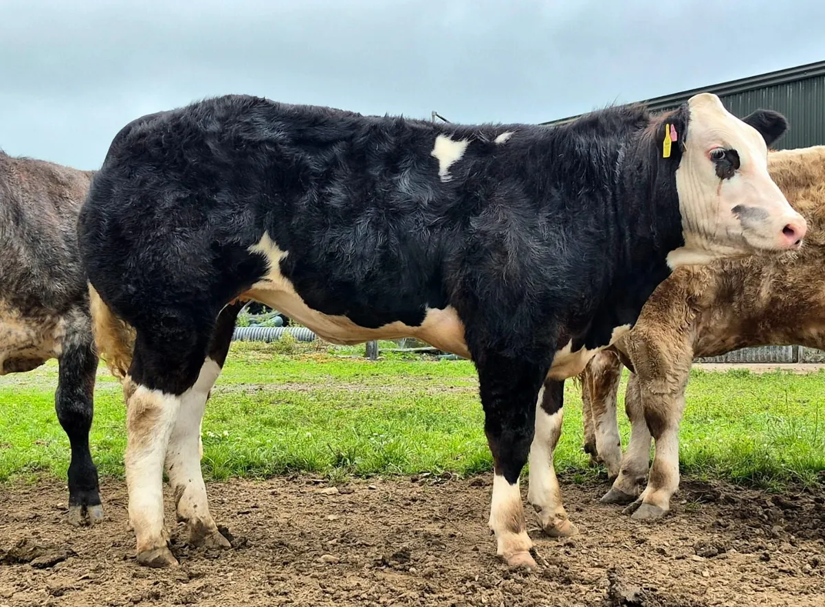 Show Heifers - Image 3